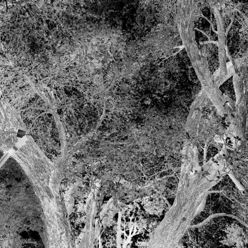 The Memory of Trees – Uriel Orlow